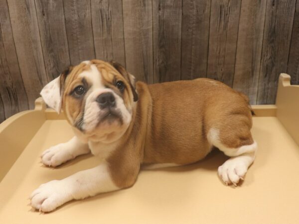 Olde Bulldog-DOG-Female-RD/WH-26292-Petland Racine, Wisconsin