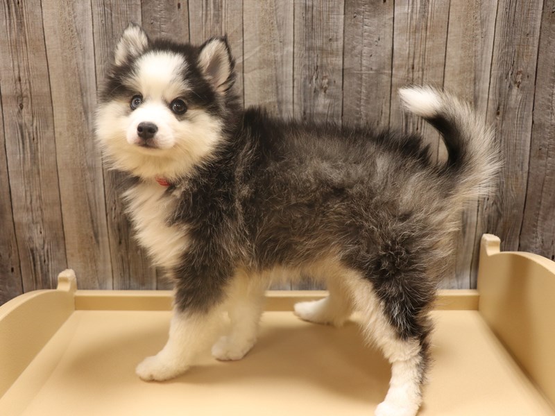 Pomsky