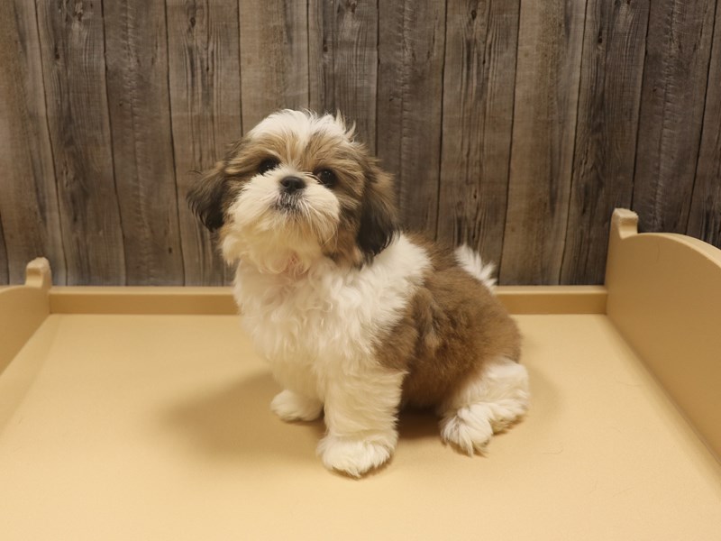 Shih Tzu