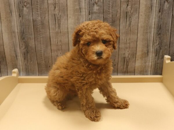 Poodle-DOG-Male-Red-26284-Petland Racine, Wisconsin