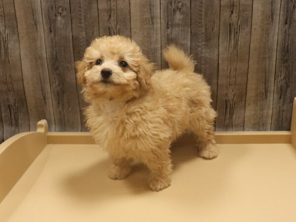 Poodle-DOG-Male-Apricot-26283-Petland Racine, Wisconsin