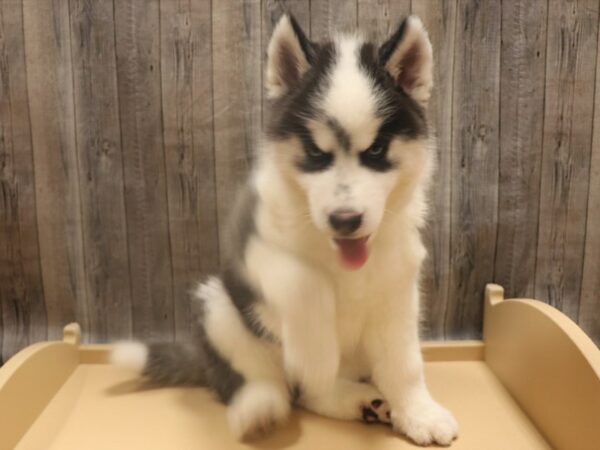 Siberian Husky-DOG-Male-Black / White-26281-Petland Racine, Wisconsin