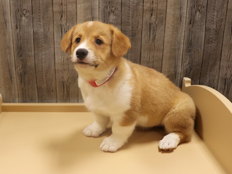 Pembroke Welsh Corgi