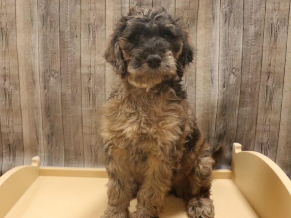 Goldendoodle DOG Male Chocolate Merle 26278 Petland Racine, Wisconsin