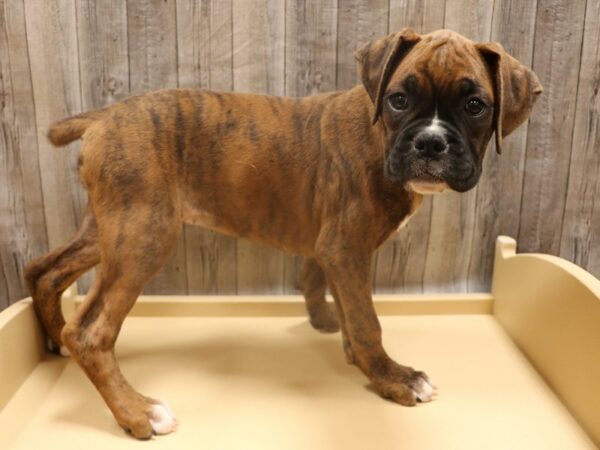 Boxer DOG Female Brindle / White 26277 Petland Racine, Wisconsin