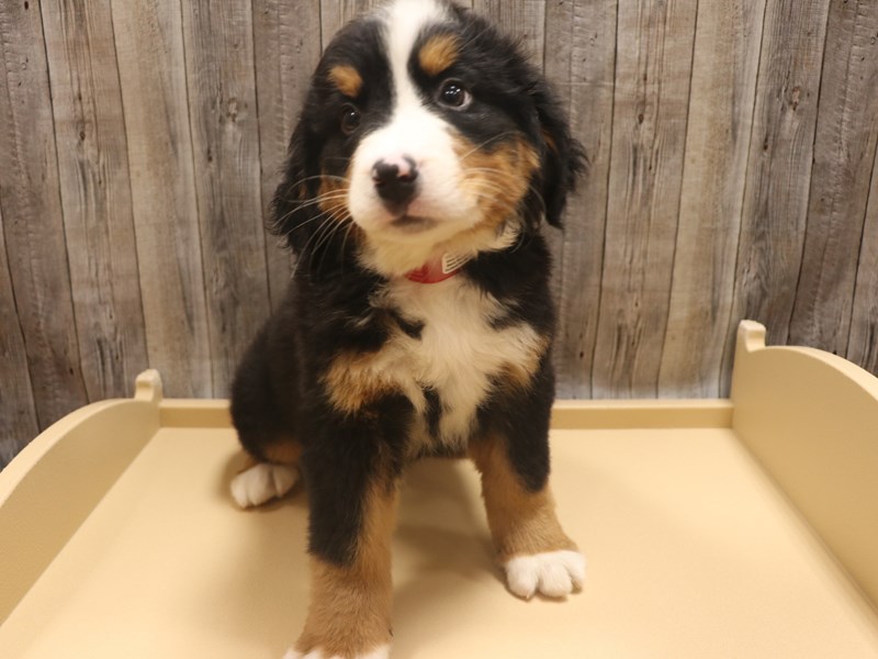 Bernese Mountain Dog