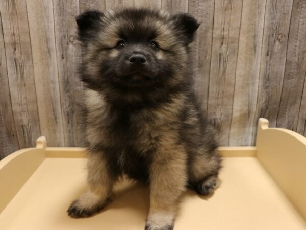 Keeshond DOG Male Black / Silver 26275 Petland Racine, Wisconsin