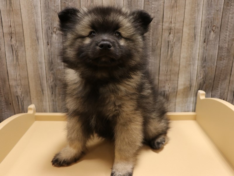 Keeshond