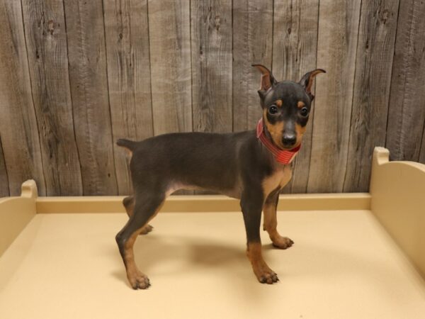 Miniature Pinscher DOG Female Black / Tan 26274 Petland Racine, Wisconsin