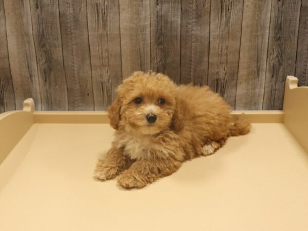 Bichonpoo DOG Female Apricot 26273 Petland Racine, Wisconsin