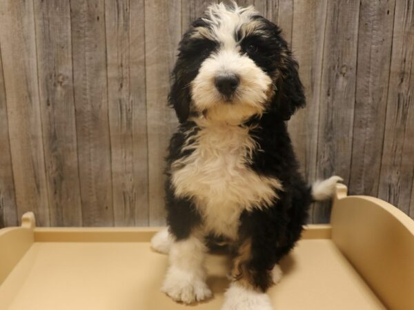 Bernadoodle DOG Male Tri-Colored 26271 Petland Racine, Wisconsin