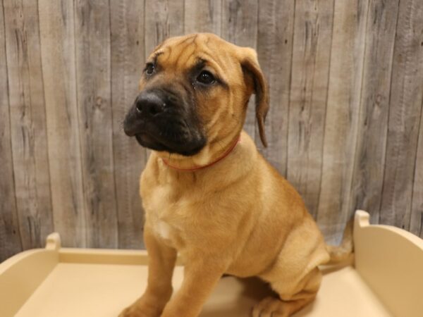 Bullmastiff DOG Female Red Fawn 26270 Petland Racine, Wisconsin