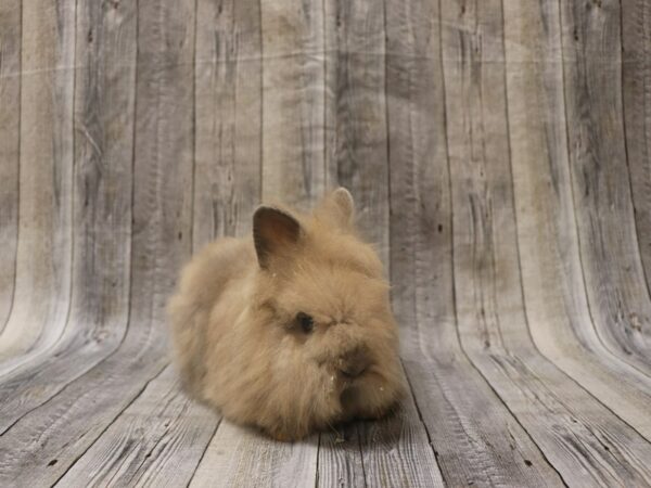 Lionhead-RABBIT-Female--26293-Petland Racine, Wisconsin