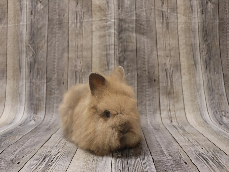 Lionhead