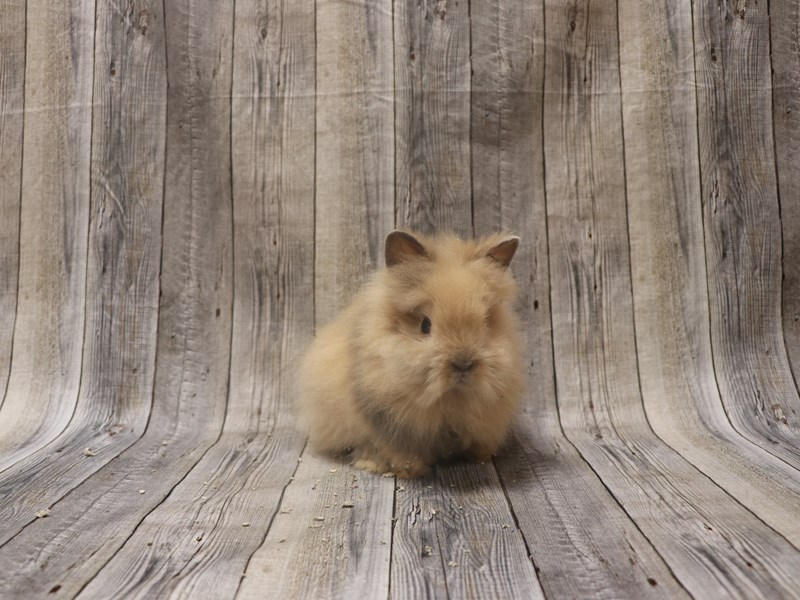 Lionhead