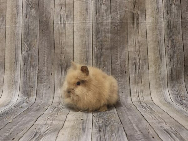 Lionhead-RABBIT-Male--26294-Petland Racine, Wisconsin