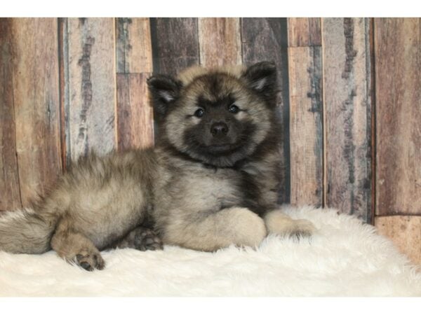 Keeshond DOG Male Black / Silver 16552 Petland Racine, Wisconsin