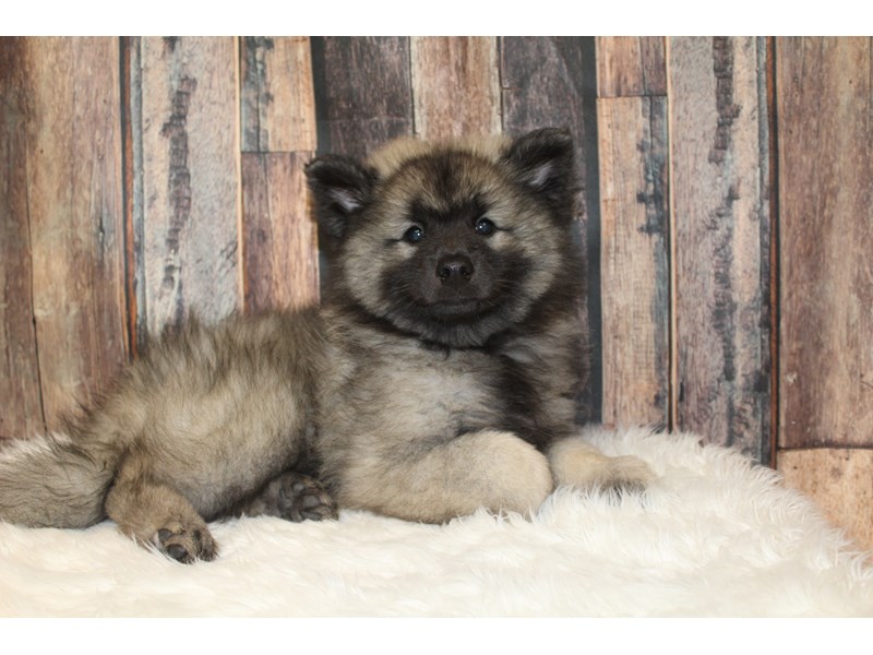 Keeshond