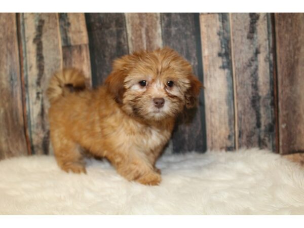 Poodle/Shih Tzu-DOG-Female-Sable-16553-Petland Racine, Wisconsin