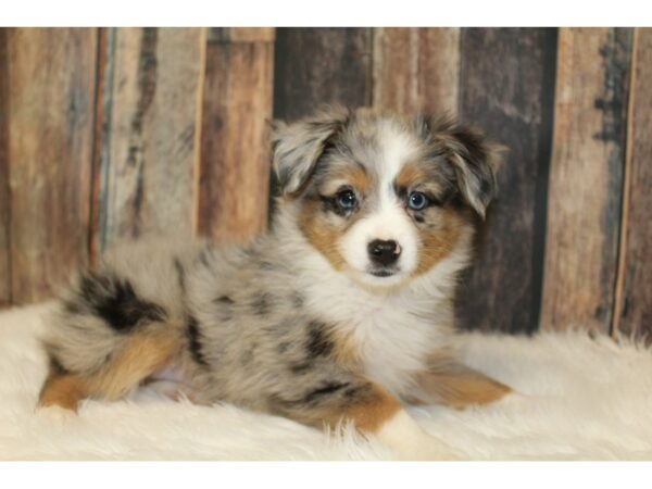 udelukkende udendørs beskyldninger Mini Australian Shepherd-DOG-Male-Blue Merle-3358523-Petland Racine, WI