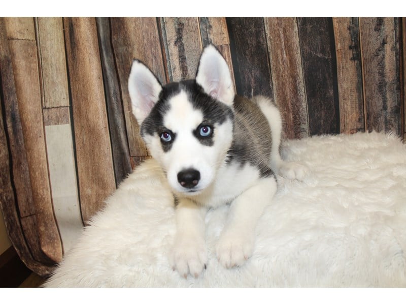 Siberian Husky