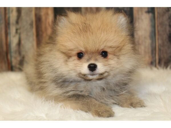 Pomeranian-DOG-Male-Sable-16557-Petland Racine, Wisconsin