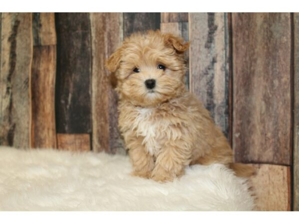 Maltipoo DOG Female Red 16558 Petland Racine, Wisconsin