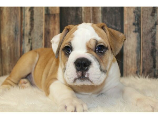 Olde Bulldog-DOG-Male-Tan/White-16565-Petland Racine, Wisconsin