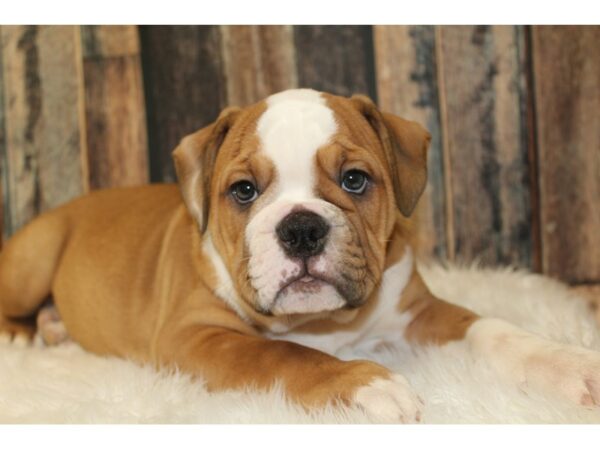 Olde Bulldog DOG Female Tan/White 16566 Petland Racine, Wisconsin