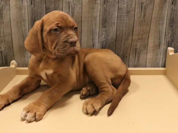 Dogue de Bordeaux DOG Female RED 26320 Petland Racine, Wisconsin