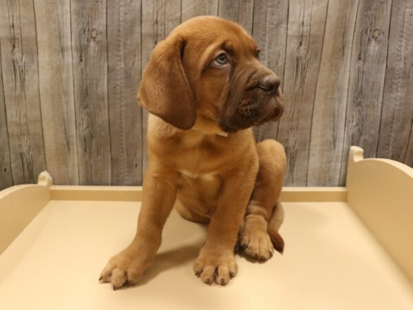 Dogue de Bordeaux DOG Male RED 26319 Petland Racine, Wisconsin