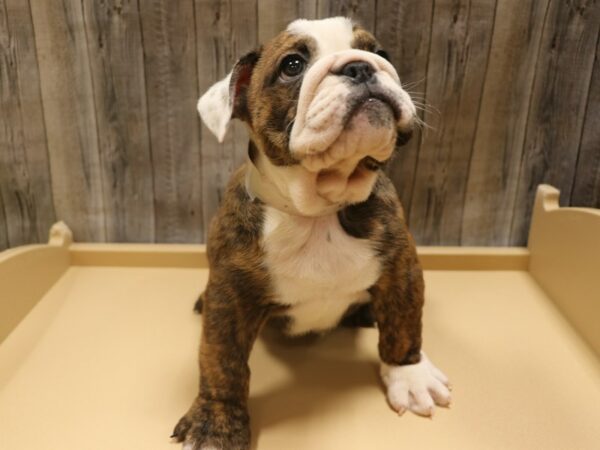 English Bulldog DOG Female BRIN/WH 26318 Petland Racine, Wisconsin