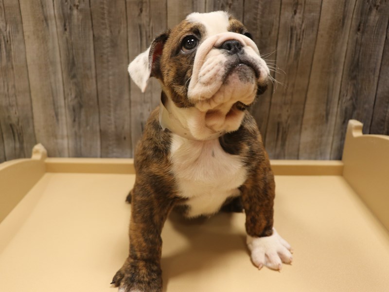 English Bulldog