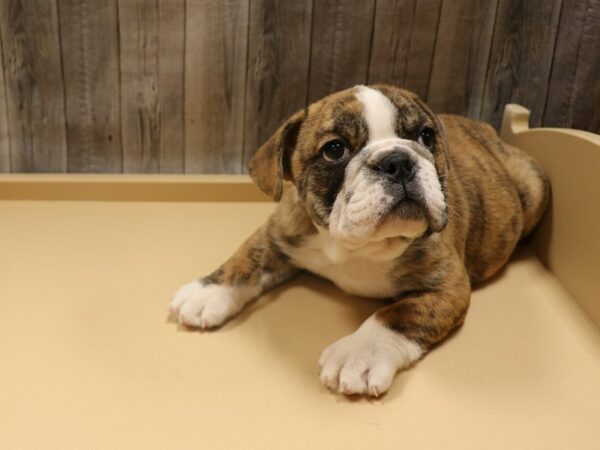 English Bulldog DOG Male BRIN/WH 26317 Petland Racine, Wisconsin