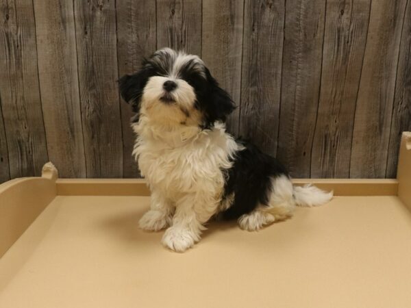 Morkie DOG Male Black / White 26316 Petland Racine, Wisconsin