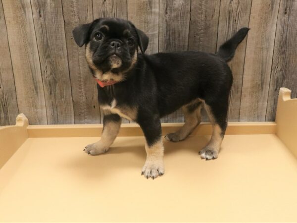 French Bulldog/Pug-DOG-Female-Black / White-26315-Petland Racine, Wisconsin