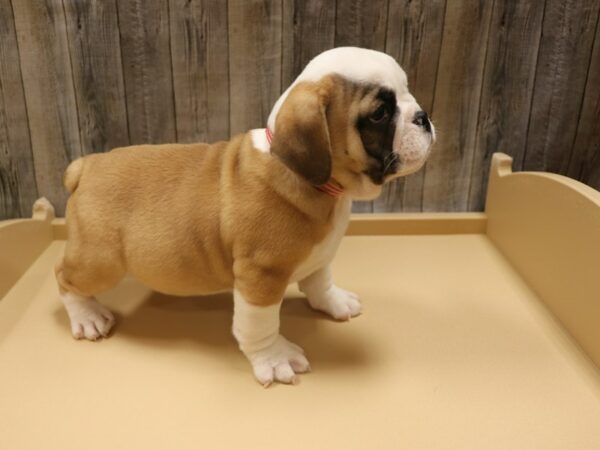 Bulldog DOG Female Red / White 26314 Petland Racine, Wisconsin