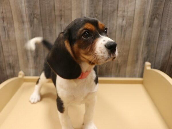 Cavalier King DOG Female Tri-Colored 26313 Petland Racine, Wisconsin