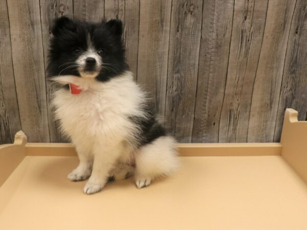 Pomeranian-DOG-Female-Black / White-26311-Petland Racine, Wisconsin