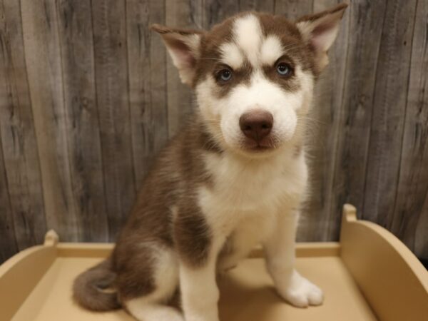 Siberian Husky-DOG-Male-Red / White-26310-Petland Racine, Wisconsin