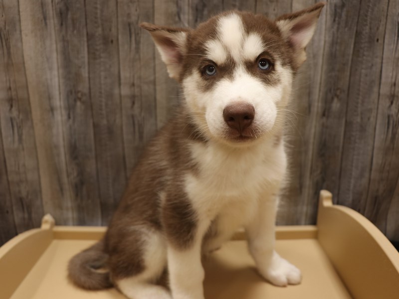 Siberian Husky