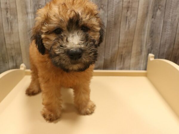 Soft Coated Wheaten Terrier DOG Female Wheaten 26309 Petland Racine, Wisconsin