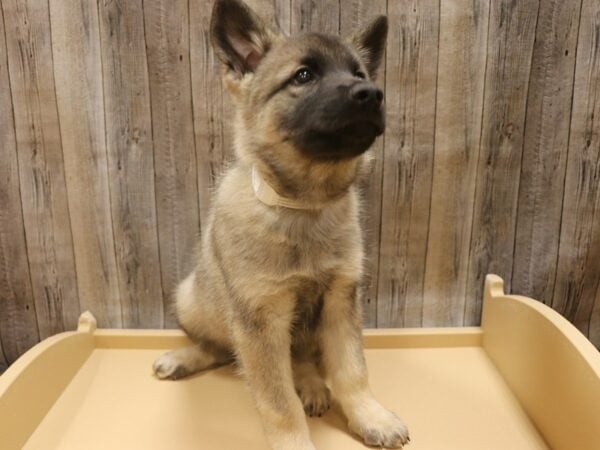 Norwegian Elkhound DOG Male Black / Silver 26307 Petland Racine, Wisconsin