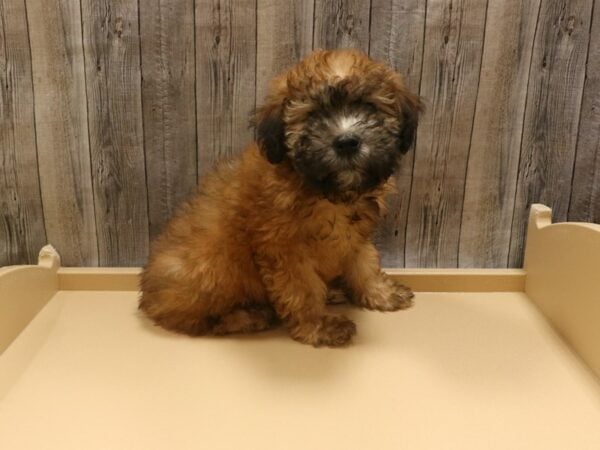 Soft Coated Wheaten Terrier DOG Female Wheaten 26306 Petland Racine, Wisconsin