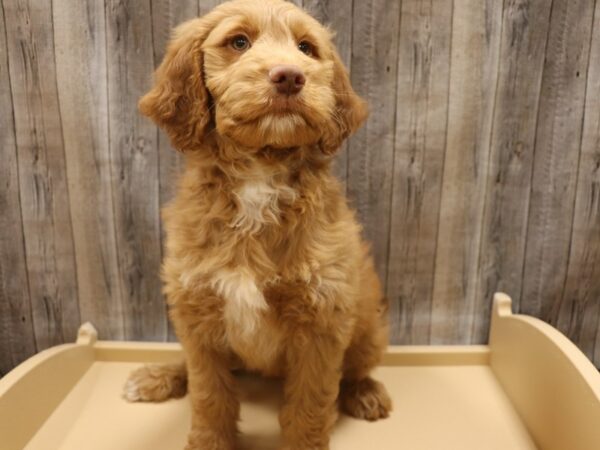 Goldendoodle DOG Male Cream 26303 Petland Racine, Wisconsin