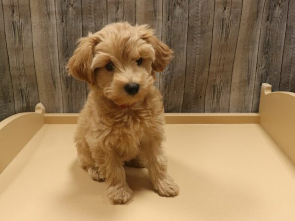 Schnoodle DOG Female Apricot 26302 Petland Racine, Wisconsin