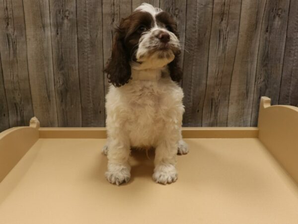 Cockapoo-DOG-Male-Chocolate-26301-Petland Racine, Wisconsin