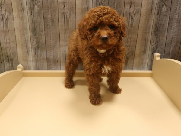 Poodle-DOG-Male-Red-26300-Petland Racine, Wisconsin