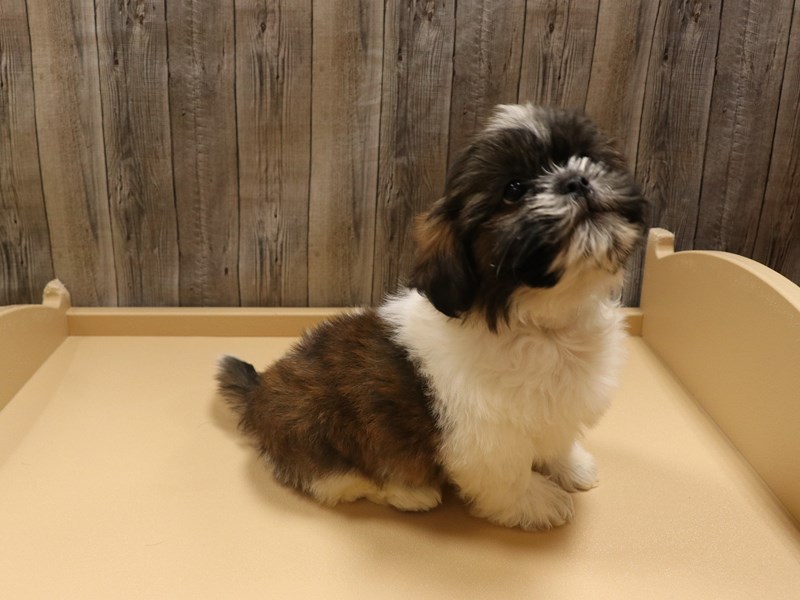 Shih Tzu