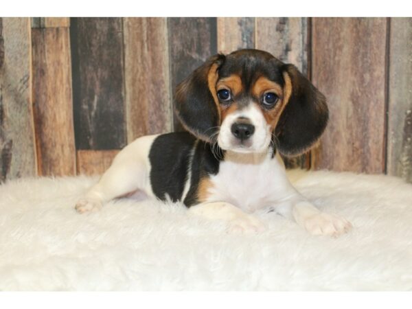 Cavalier King DOG Female Tri-Colored 16567 Petland Racine, Wisconsin